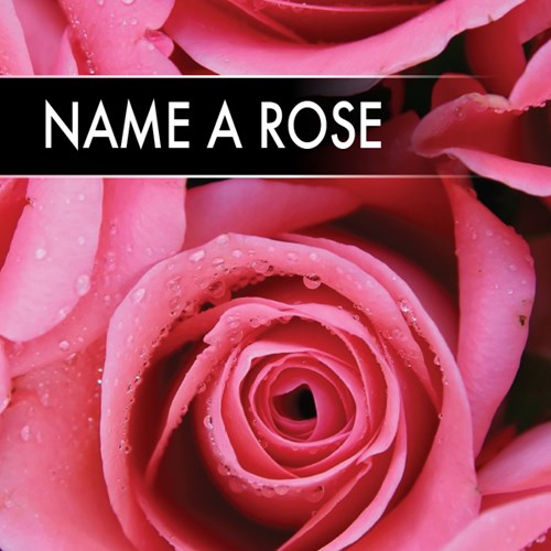 Name a Rose - Budget - Next Day Delivery